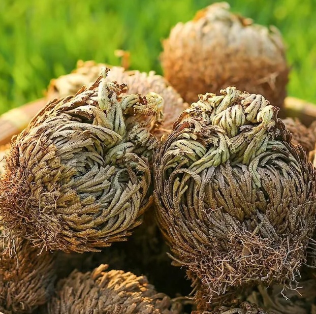 Five dormant Rose of Jericho plants in a set
